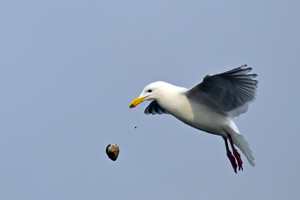 Glaucous-winged Gull